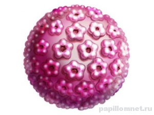 Фото вируса папилломы Фото вируса папилломы