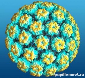 Фото вируса папилломы человека который является причиной появления кондилом