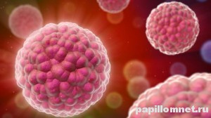 Общепринятое представление вируса папилломы человека