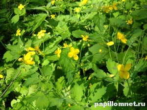 Фото кустов чистотела в период цветения