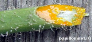 Сорванный стебель чистотела, который дает сок