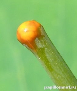 Сок чистотела, который сочится из стебля растения