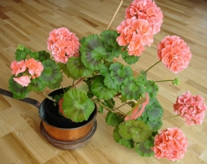 Фотография домашней герани