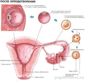 Схема отплодотворения