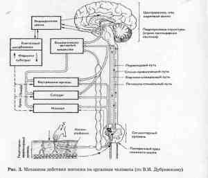 Механизм воздействия массажа на организм человека Фото механизма воздействия массажа на организм человека