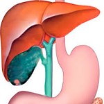 Полип в желчном пузыре Полип в желчном пузыре