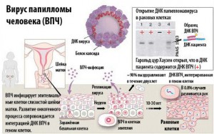 Процесс попадания и размножения вируса в клетках