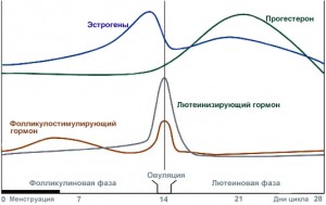 Выработка гормонов по фазам менструального цикла