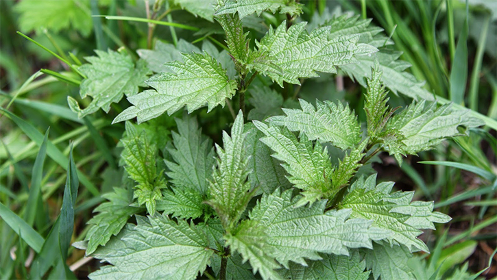 Крапива двудомная Крапива двудомная