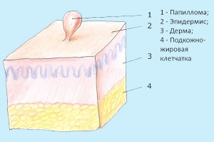Схема папилломы