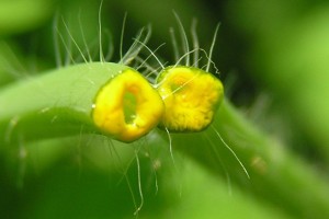 Сок чистотела от папиллом