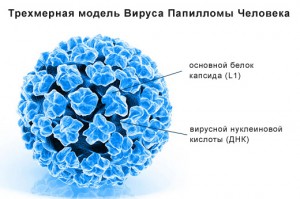Строение ВПЧ
