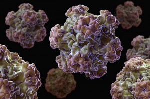 Вирус папилломы человека Вирус папилломы человека